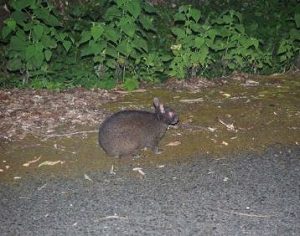アマミノクロウサギ