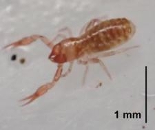 ニホンカブトツチカニムシ