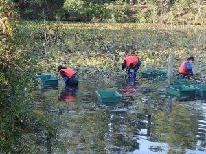 学生アルバイトがスイレンの根を刈る