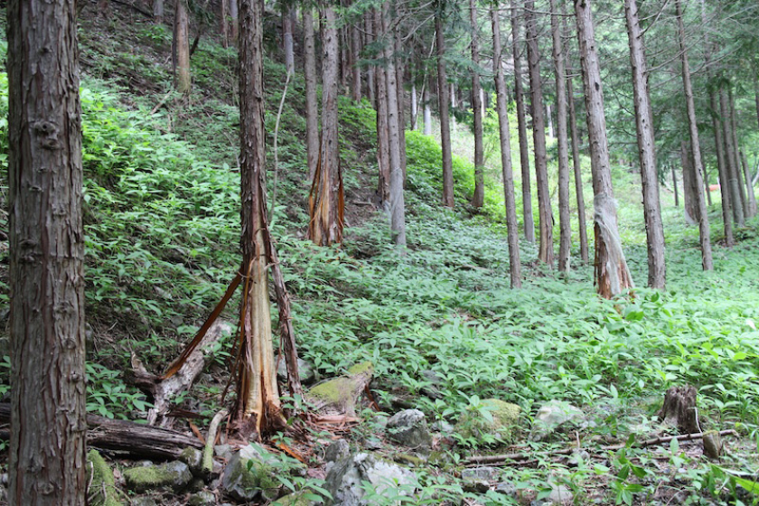 山岳科学センター井川演習林におけるツキノワグマによるヒノキ植林地における樹皮剥ぎ害