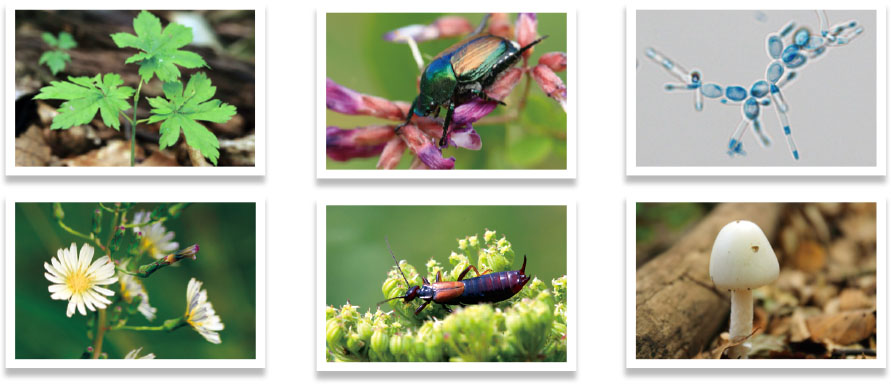 Mountain Biodiversity Studies