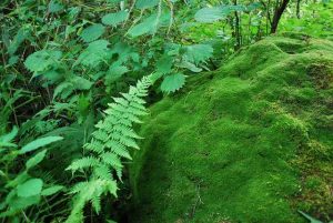 シダ・コケ・地衣類などを観察
