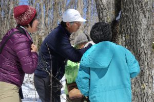 地衣類などの観察
