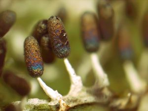 2019サイエンスカフェ