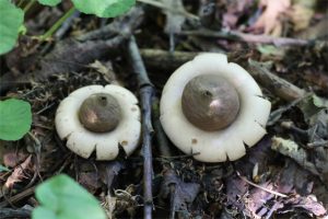 フクロツチガキ近縁種