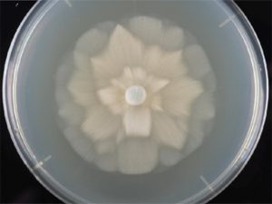 クサレケカビ属の一種