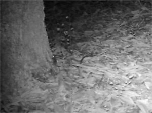 センサーカメラで撮影されたヤマネ