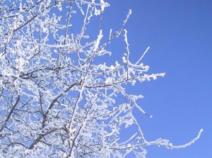 冬の自然観察会のお知らせ（2020）