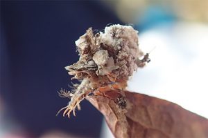 クサカゲロウ科の幼虫（写真　岩下伸也／菅平ナチュラリストの会）