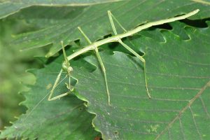 ナナフシ目　エダナナフシ（写真　町田龍一郎）