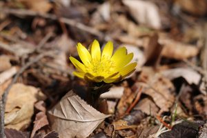 フクジュソウ。落ち葉だらけの林床で、眩しく輝いています