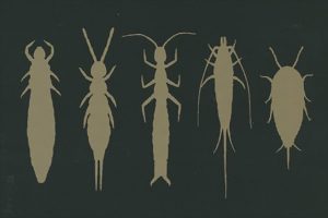 日本昆虫目録／第一巻／無翅昆虫各目（表紙図）