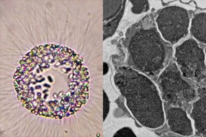 淡水産二枚貝でのセルトリ細胞の新たな機能を解明
