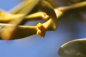 こちらは雌株の雌花。雄花よりさらに小さいです