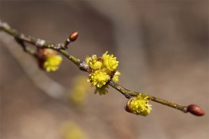 ダンコウバイ（雄株）。鼻を近づけるとよい香りがします