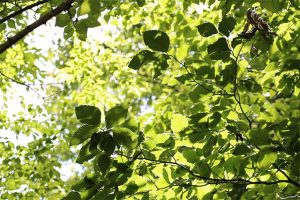 樹木園の休園について