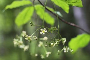 ツリバナ。ゆらゆらと揺れていました