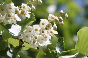 ハクウンボクがたくさん花をつけました。よい香りです