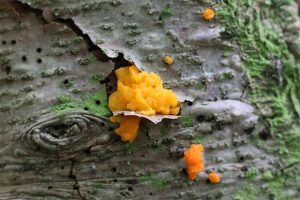 シラビソから鮮やかな黄色の菌類がはえていました。白水貴助教（三重大学大学院生物資源学研究科）によると、「アカキクラゲの一種（おそらくハナビラダクリオキン Dacrymyces chrysospermus）」ではないかとこと