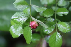 バラハタマフシ