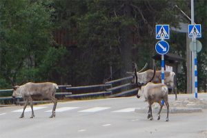 フィンランドのトナカイ