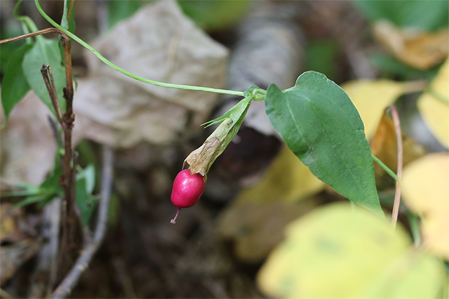 フデリンドウ。薄暗い林床に生えていますが、鮮やかな色の果実が目立ちます