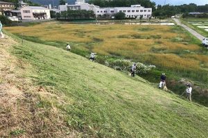 塩吹池で行われている、希少植物に配慮した草刈り