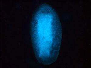 ホラアナゴキブリ科の一種の卵の蛍光顕微鏡像（撮影：藤田麻里）