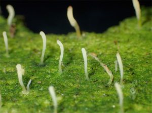 シラウオタケ（写真　升本宙）