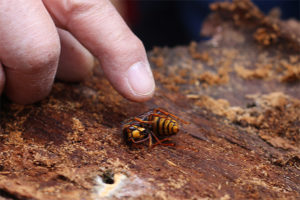 樹皮を剥がしたら、キイロスズメバチの女王を発見！　こちら、生きています