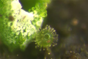 菅平生き物通信82号