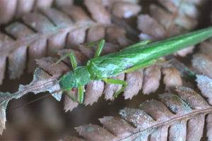 20201215_プレスリリース