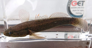 写真：相模川水系のカワアナゴEleotris oxycephala、山川 宇宙撮影