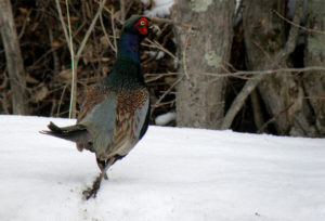菅平生き物通信83号