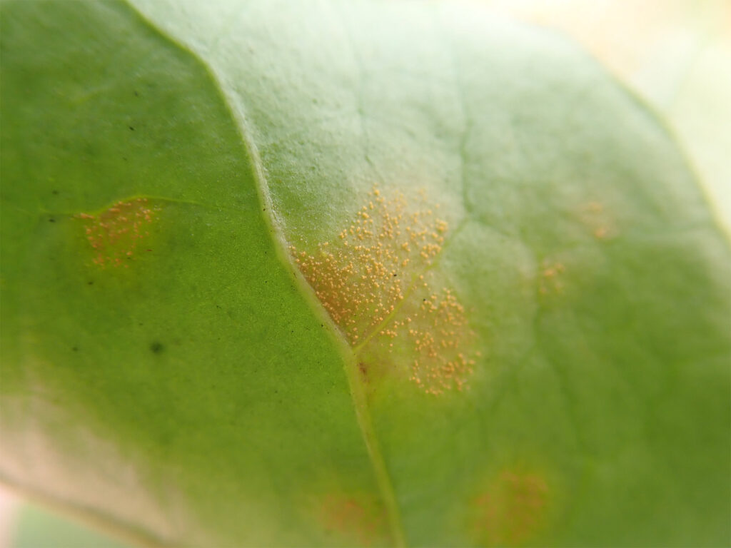コーヒーノキの葉裏に生じたさび病菌Hemileia vastatrixの夏胞子堆