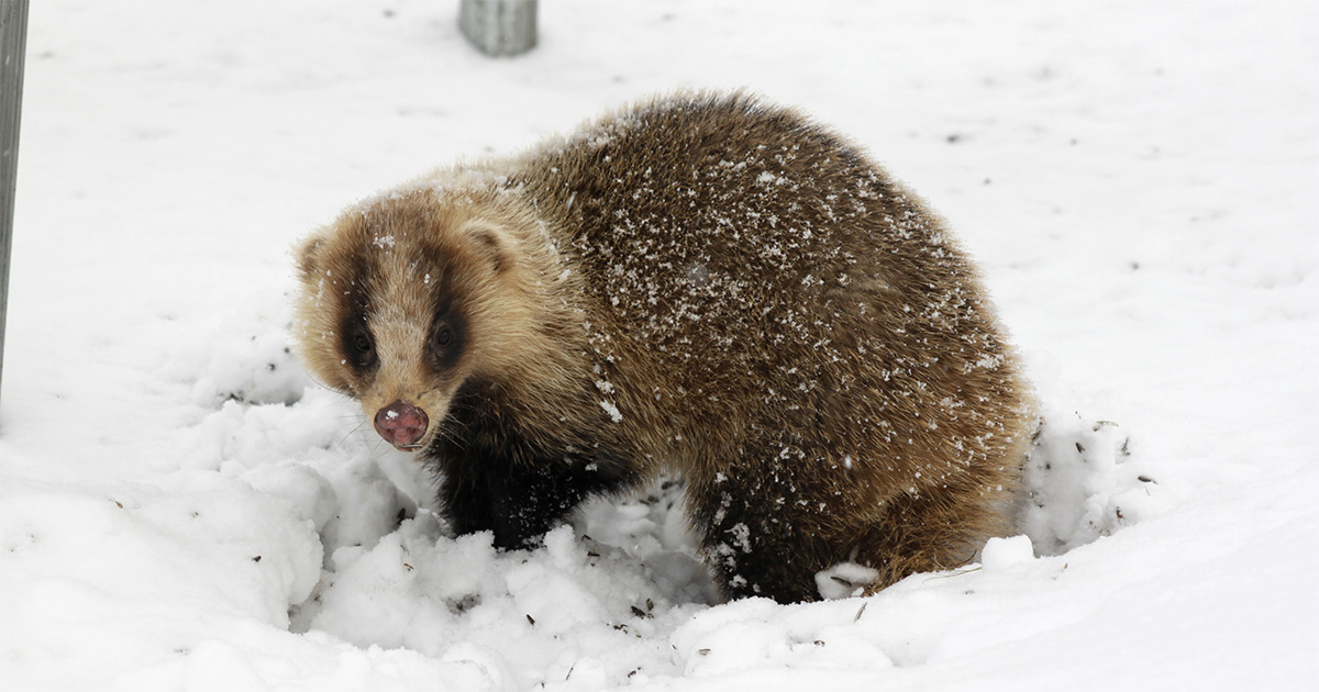 アナグマが来ています | 筑波大学山岳科学センター