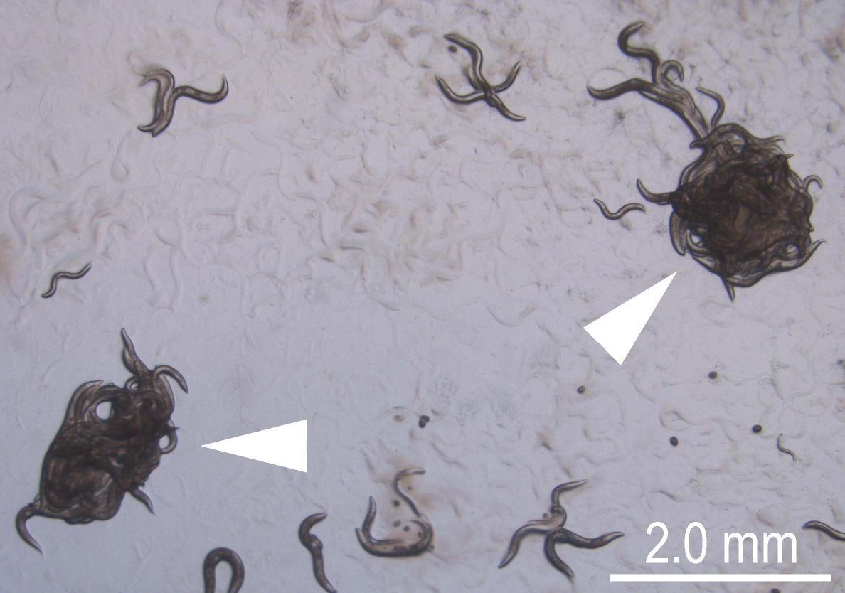 線虫の生物学 体長1ミリにこめられた驚異の能力 「線虫」が広げるサイエンス