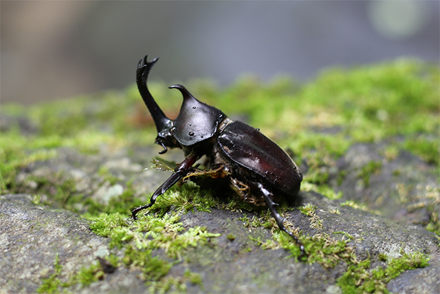 水辺で見つけたカブトムシ