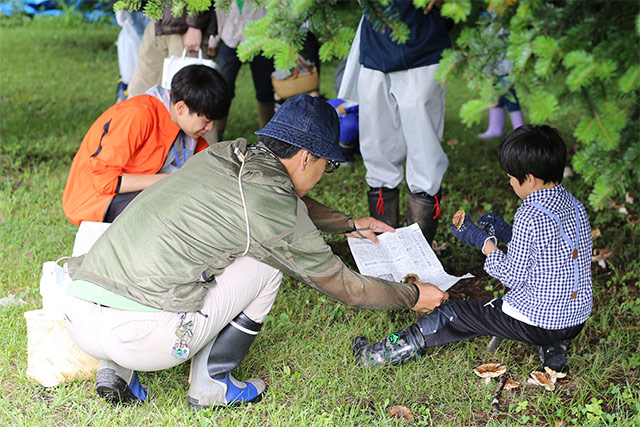 シラビソの下にはたくさんのキノコが生えていた