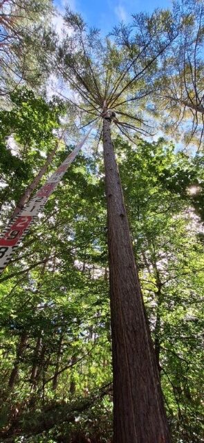 木登りの中でも１番高いカラマツ。(樹高は25mで、ロープ木登りできる高さは15mほど。)