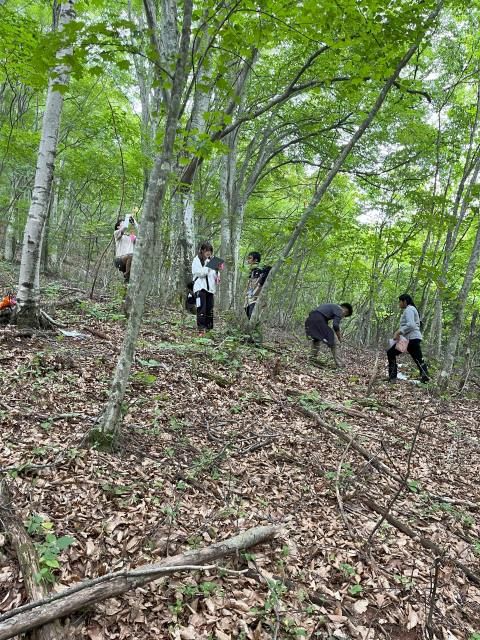 2m区では高木種(ブナ科、カバノキ科、マツ科、カエデ属、サクラ類、クルミ科等)の同定、成長段階ごと・種ごとに個体数を調べる。高木種以外の全ての維管束植物の種名を記録する。