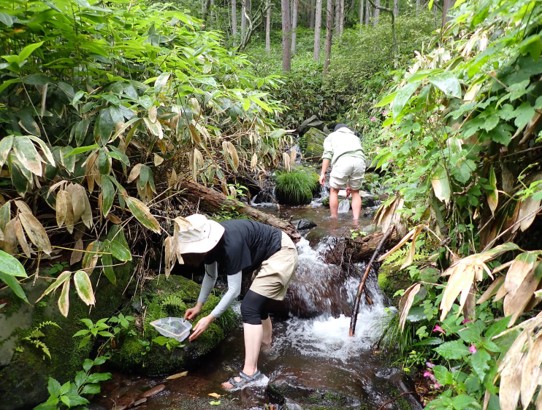 中ノ沢での水生昆虫採集