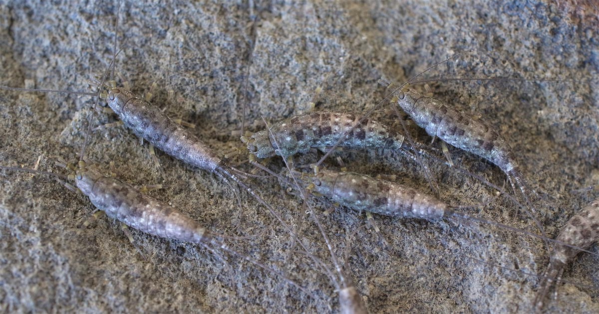 名無し虫 基礎生物学研究所 / プレスリリース概要 - 昆虫類の形態に雌雄差