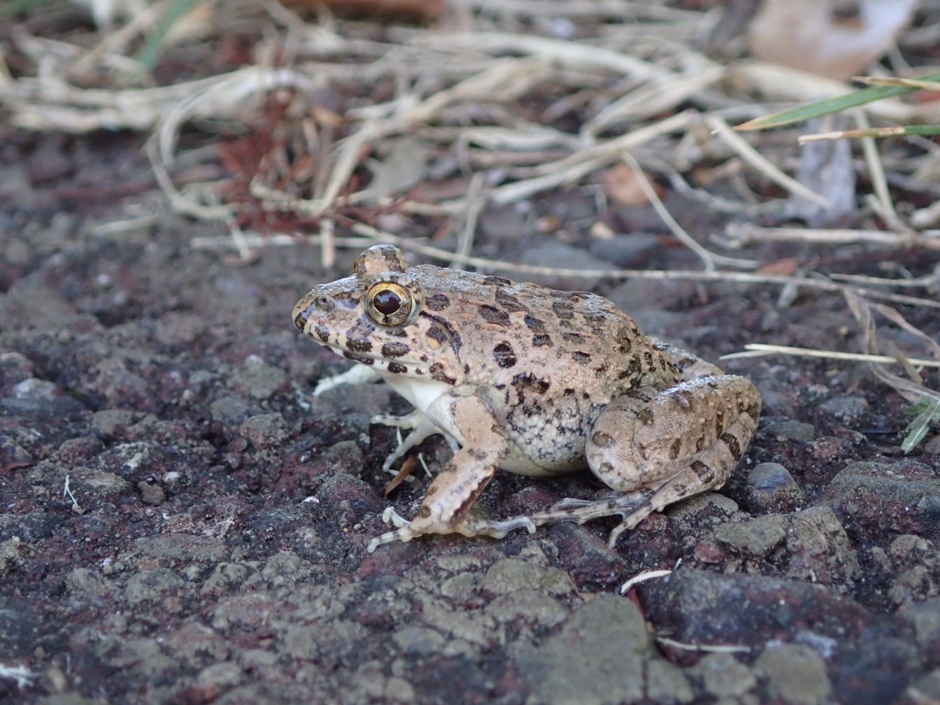 筑波のカエル 1bce0ecd7f71c3ba3943d2fa805266