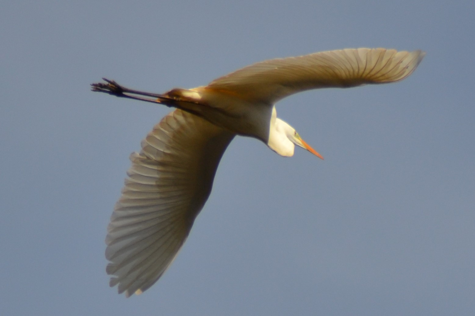 水辺の鳥 サギ類 | 筑波大学山岳科学センター