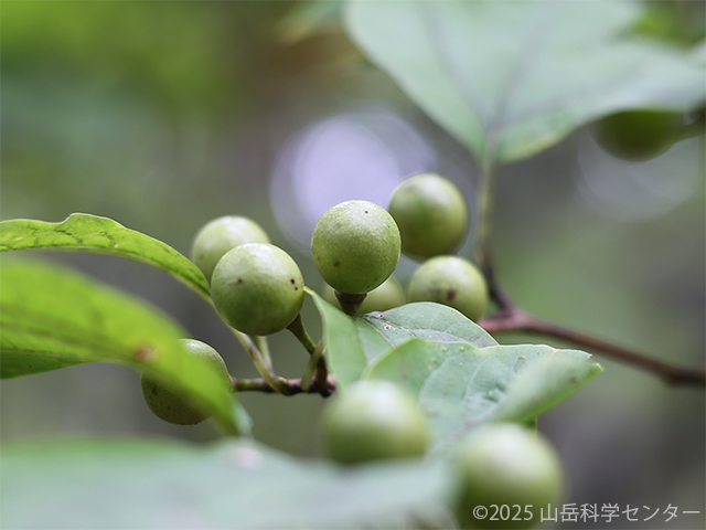 シロモジ | 筑波大学山岳科学センター
