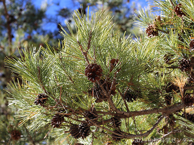 アカマツ | 筑波大学山岳科学センター