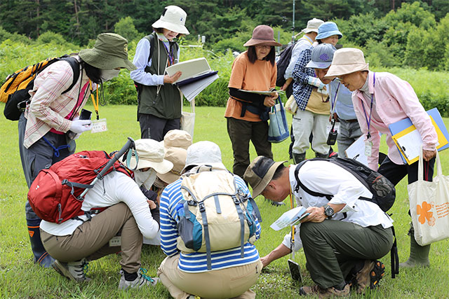 草地ではグンバイヅルなどを観察