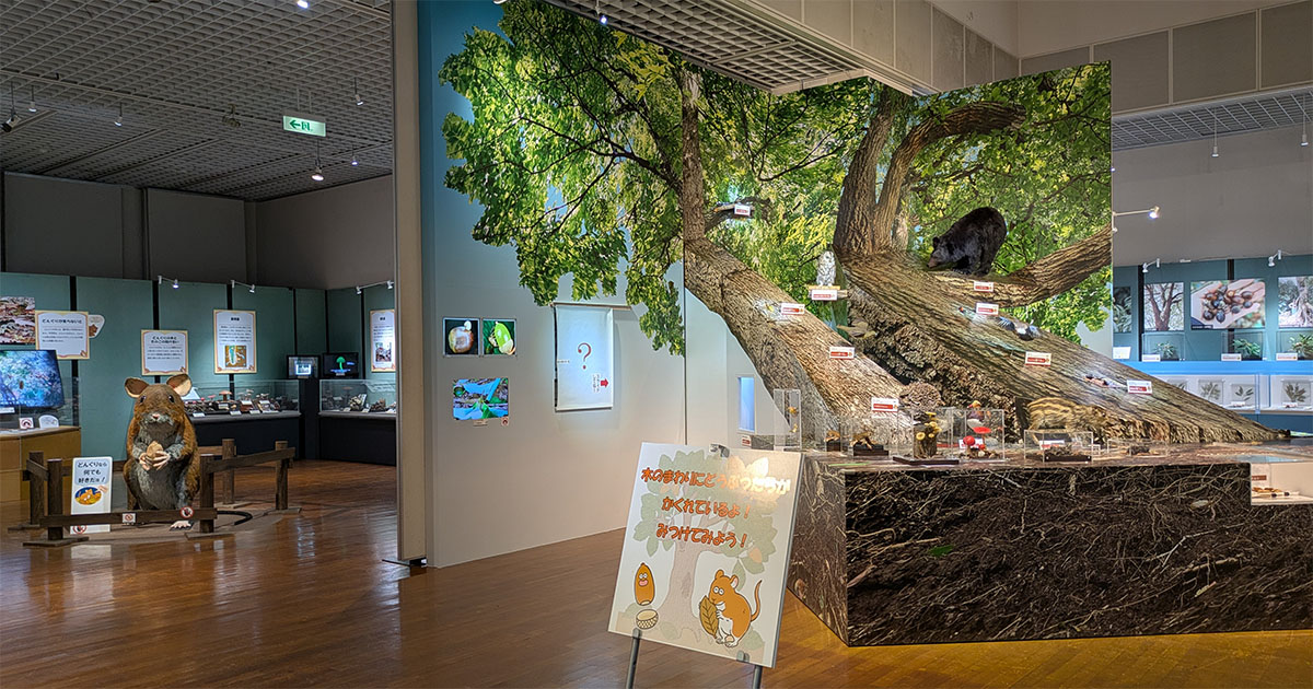 茨城県自然博物館 企画展「どんぐり」 | 筑波大学山岳科学センター