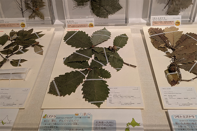 菅平高原実験所で採集されたミズナラ(中央)